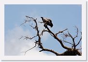 03LakeManyara - 68 * Ruppell's Griffon Vulture (immature).